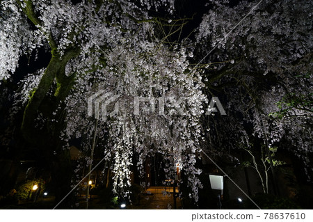 獨家寺廟夜櫻 獨家寺廟夜櫻 78637610