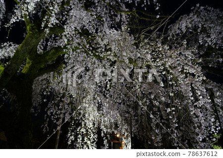 獨家寺廟夜櫻 獨家寺廟夜櫻 78637612