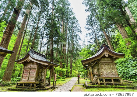 初夏的出羽三山參拜道,山形縣鶴岡市羽黑山的一排雪松 初夏的出羽三山參拜道,山形縣鶴岡市羽黑山的一排雪松 78637997