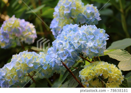 Hydrangea at Ichikawa City Zoo and Botanical Garden in Omachi, Ichikawa City, Chiba Prefecture 78638181