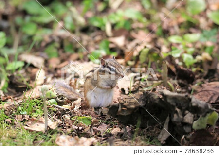 Chipmunk 78638236