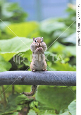 Chipmunk Chipmunk 78638239