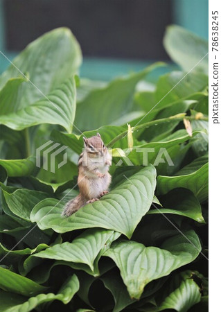 Chipmunk 78638245