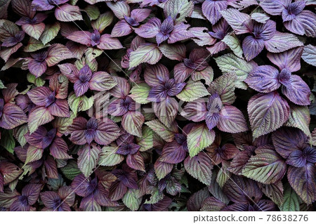 Red shiso herd 78638276