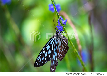 Butterflies in the forests of Taiwan are characterized by black wings and white stripes. 78638527