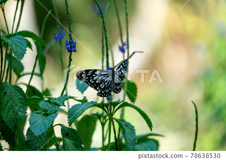 Butterflies in the forests of Taiwan are characterized by black wings and white stripes. 78638530