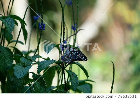 Butterflies in the forests of Taiwan are characterized by black wings and white stripes. 78638531