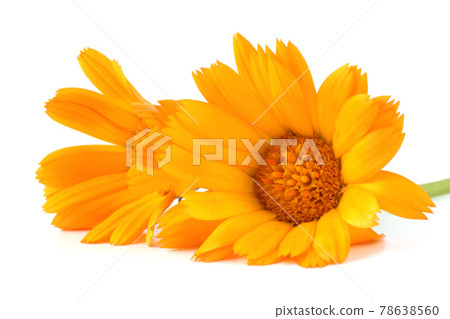 Calendula isolated on white Calendula isolated on white 78638560
