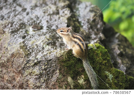 Chipmunk 78638567