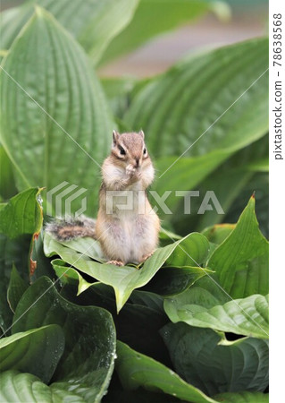 Chipmunk 78638568