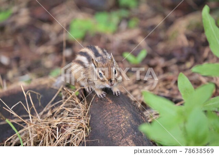 Chipmunk 78638569