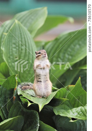 Chipmunk 78638570