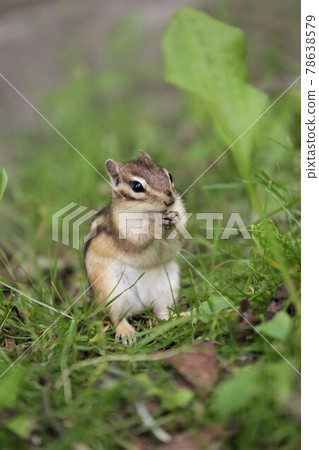 Chipmunk Chipmunk 78638579