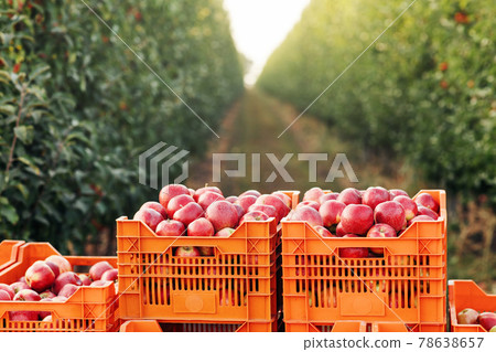 Seasonal work on fruit farm, eco harvest, trade, business and sale at summer or autumn Seasonal work on fruit farm, eco harvest, trade, business and sale at summer or autumn 78638657