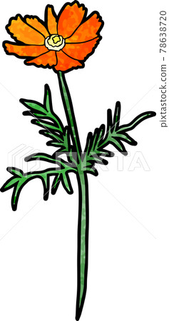 波斯菊(橙色) 波斯菊(橙色) 78638720