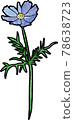 波斯菊（藍色） 78638723