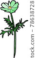 波斯菊（綠色） 78638728