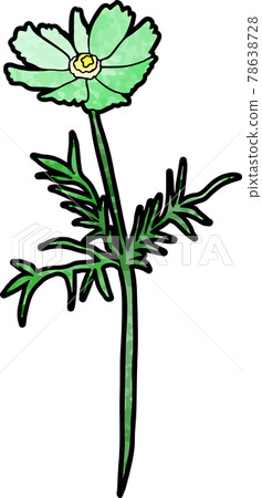 波斯菊(綠色) 波斯菊(綠色) 78638728