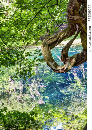 初夏的丸池,山形縣遊座町 初夏的丸池,山形縣遊座町 78639063