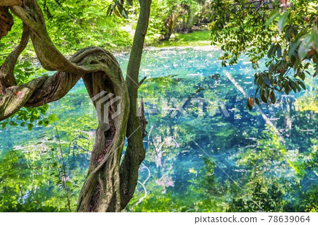 初夏的丸池，山形縣遊座町 78639064