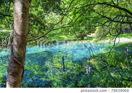 初夏的丸池，山形縣遊座町 78639068