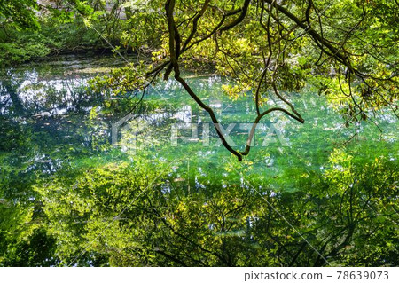 Maruike Pond in early summer, Yuza Town, Yamagata Prefecture 78639073