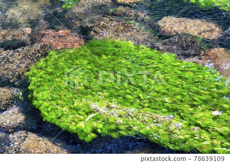 Baikamo (plum flower algae) that grows in the Ushiwatagawa River, Yuza Town, Yamagata Prefecture Baikamo (plum flower algae) that grows in the Ushiwatagawa River, Yuza Town, Yamagata Prefecture 78639109