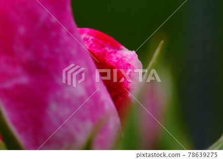 The petals of the roses are gently appearing 78639275