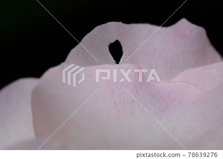 There is a small hole at the tip of the petals of the white rose 78639276