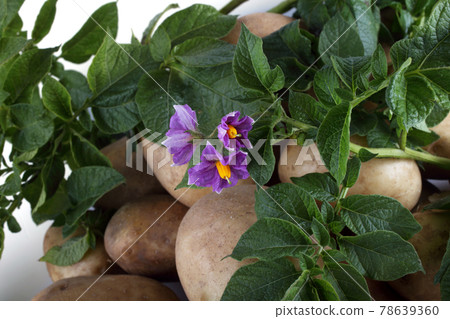 Potatoes, leaves and flowers 78639360
