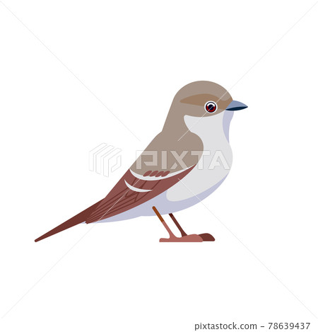 Gray flycatcher is a small, insectivorous passerine in the tyrant flycatcher family. Passerine Bird Cartoon flat style beautiful character of ornithology, vector illustration isolated on white 78639437