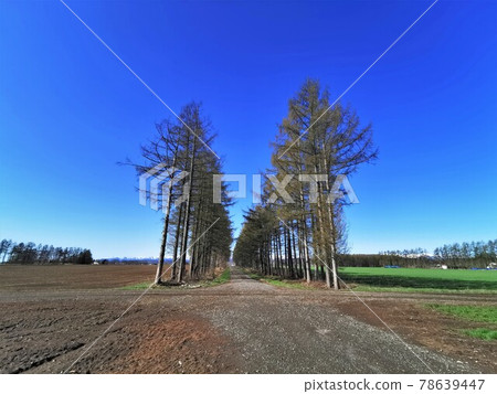 Landscape of Hokkaido "Larch tree lined" 78639447