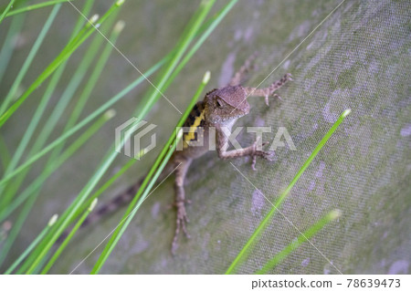 The lizard in the woods of Taiwan, he is also called Taiwan japalure,. The lizard in the woods of Taiwan, he is also called Taiwan japalure,. 78639473