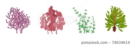 Seaweeds aquarium decoration cartoon set Vector Image