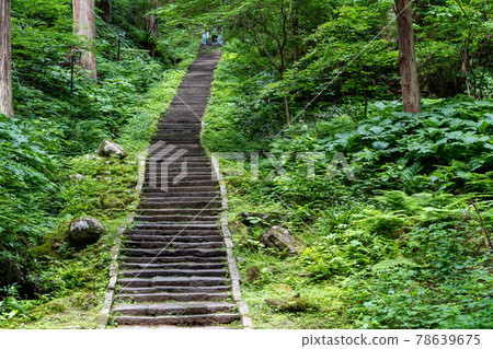 初夏的出羽三山神社,山形縣鶴岡市羽黑山和真子坂的一排雪松 初夏的出羽三山神社,山形縣鶴岡市羽黑山和真子坂的一排雪松 78639675