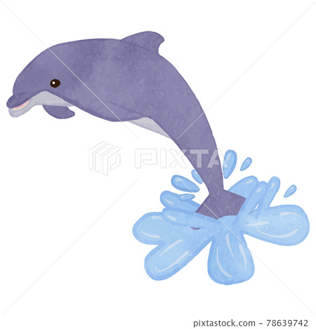 海豚從水面跳躍 78639742