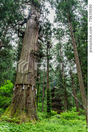 初夏的出羽三山神社、山形縣鶴岡市五層寶塔和地事杉 初夏的出羽三山神社、山形縣鶴岡市五層寶塔和地事杉 78639890