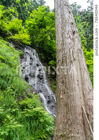 Dewasanzan Shrine in early summer, Suga Waterfall and Sugi Tree, Tsuruoka City, Yamagata Prefecture 78640044