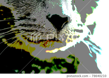 貓俄羅斯藍色 78640210