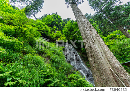 Dewasanzan Shrine in early summer, Suga Waterfall and Sugi Tree, Tsuruoka City, Yamagata Prefecture Dewasanzan Shrine in early summer, Suga Waterfall and Sugi Tree, Tsuruoka City, Yamagata Prefecture 78640383