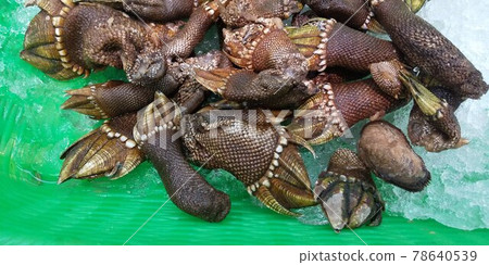 Capitulum mitella lined up in a colander 78640539