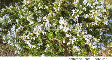 Rosemary in full bloom Rosemary in full bloom 78640540