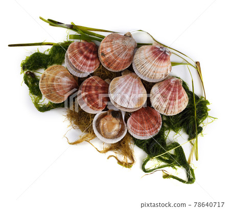 Scallops on alga isolated on white Scallops on alga isolated on white 78640717