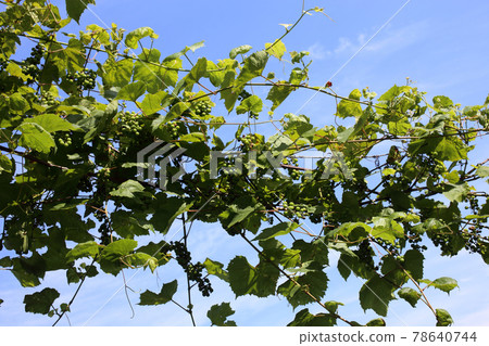 Growing grape and blue sky Growing grape and blue sky 78640744