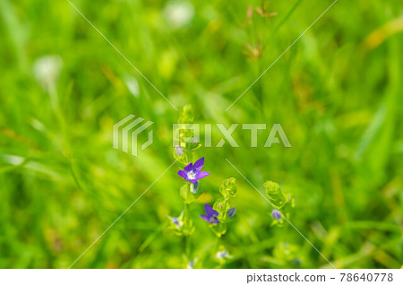姬木京草 78640778
