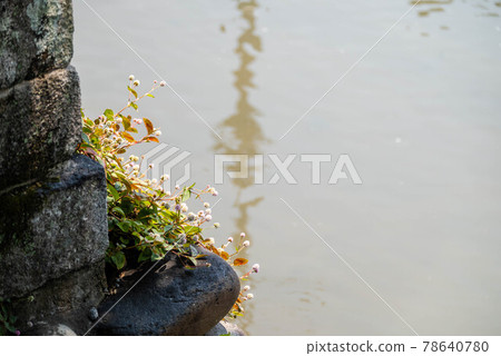 Pink knotweed on the riverside (Polygonum) Pink knotweed on the riverside (Polygonum) 78640780