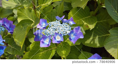開花初期的藍色繡球花（酸性土壤） 78640906