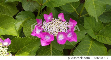 開花初期的紅色繡球花（鹼性土壤） 78640907