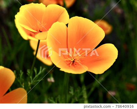 加州罌粟 加州罌粟 78640916