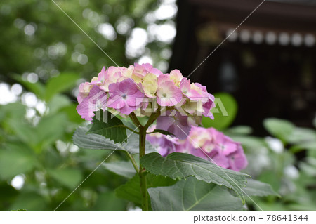 Pink hydrangea blooming between dew Pink hydrangea blooming between dew 78641344